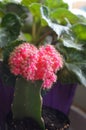 Pink mini cactus Gymnocalycium mihanovichii friedrichii